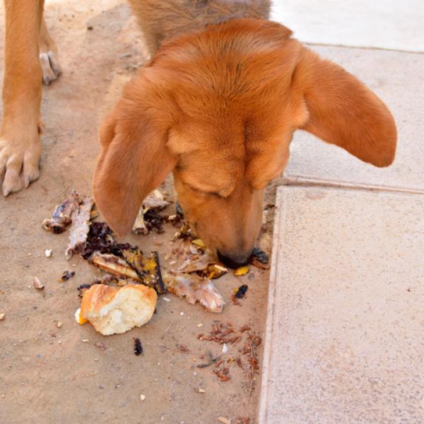 Mi Perro Se Ha Tragado Un Calcetin Actualizado Diciembre 2024