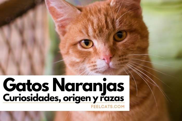 Como Saber La Raza De Mi Gato Actualizado Diciembre 2024