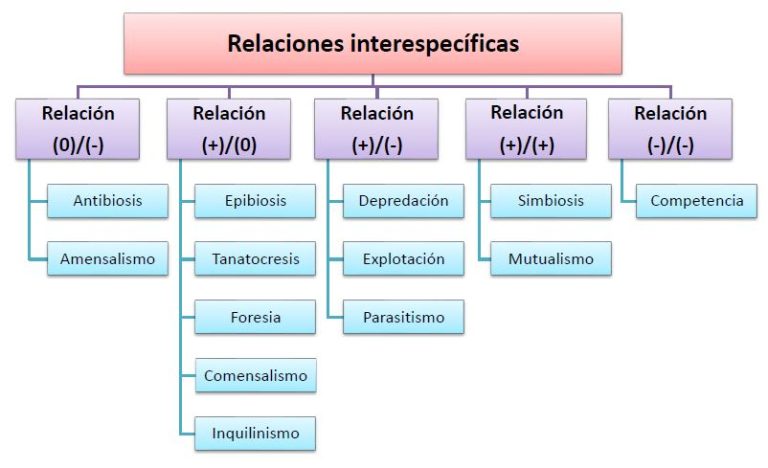 Tipos De Relaciones Intraespecificas Actualizado Junio