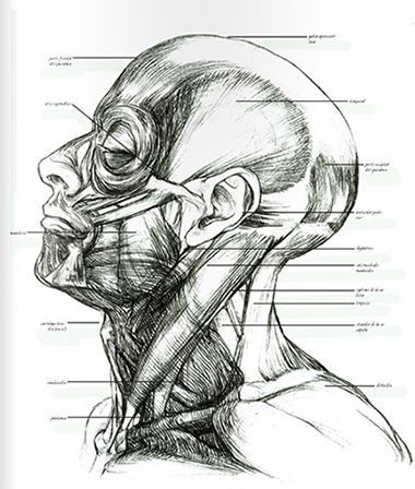 Como Dibujar Anatomia Humana | Actualizado Septiembre 2024